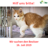 thumb_Fundtier Kitten rot-weiß thumb_Fundtier Kitten rot-weiß
